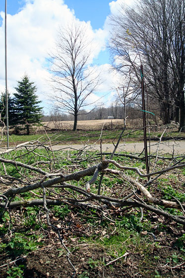 Braches to be cut up into firewood
