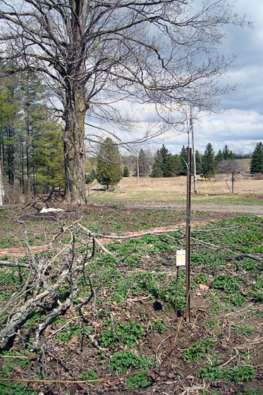 Lowes Project Replant