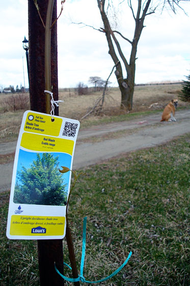 Lowes Project Replant