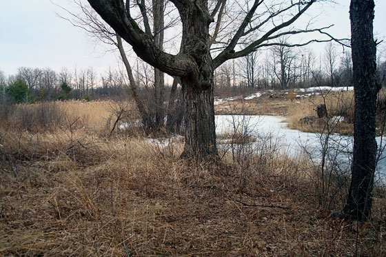 Over grown pond in spring