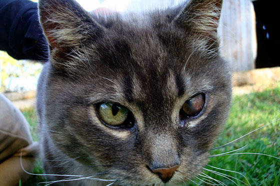 Cat with a bad eye