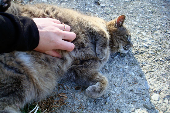 Cat belly scratches