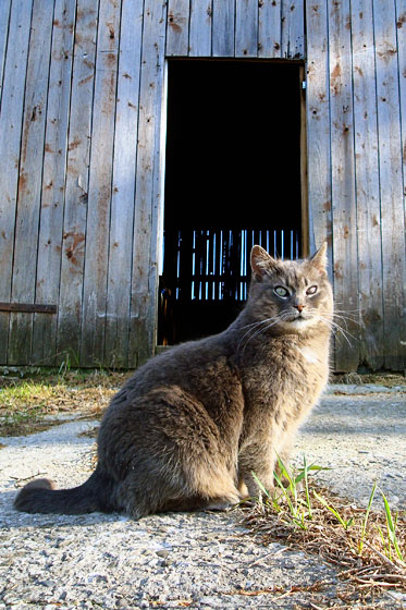 Ralph the barn cat