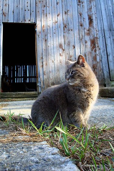 Ralph the barn cat