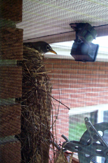 Robin sitting on her nest