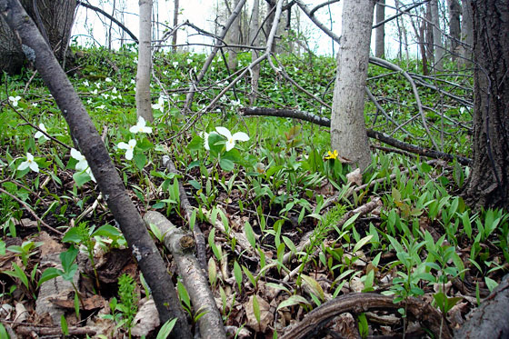 Trilliums