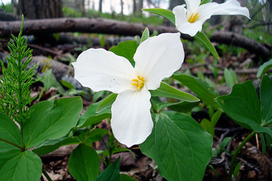 Trilliums