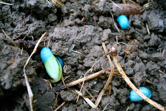 Sprouting soybeans