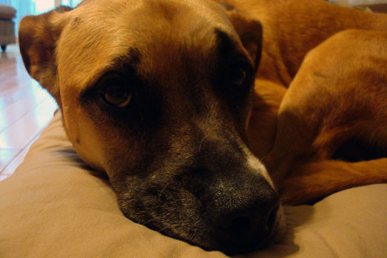 Baxter on his first day with us