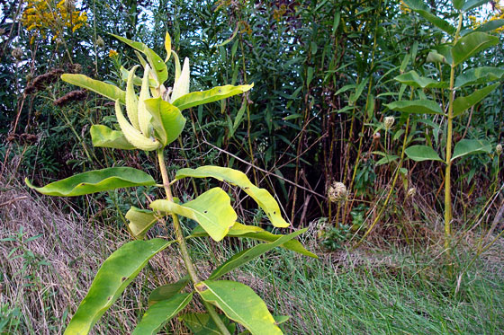 Milkweed pods