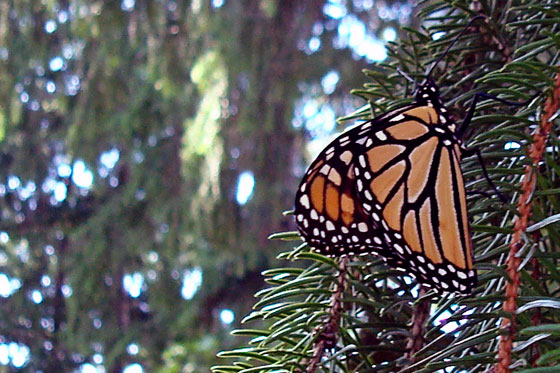 Monarch butterfly