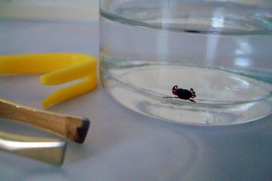 Tick in a jar of rubbing alcohol