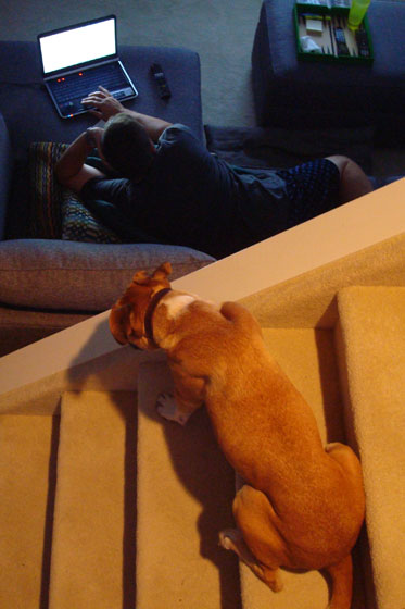 Baxter looking for his best bud