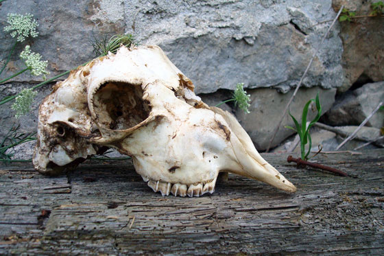 Deer skull