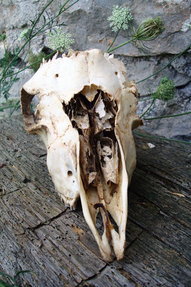 Deer skull