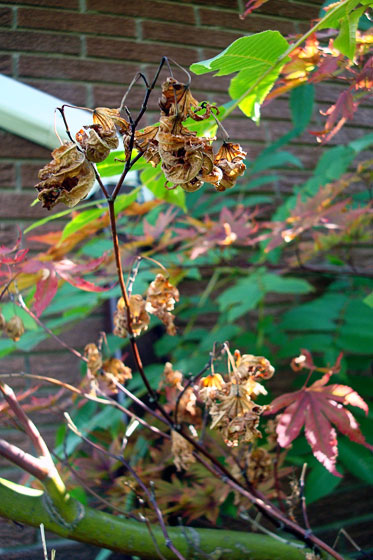 Dying leaves on my Japanese maple