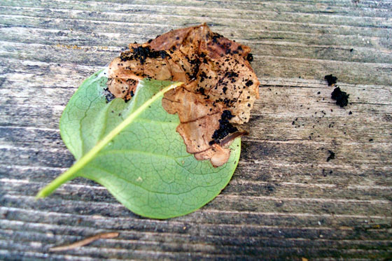 Blight on lilac leaves