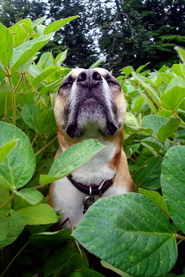 Baxter sniffing the soybeans