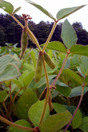 Soybeans