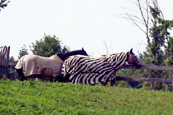 Zebra horse