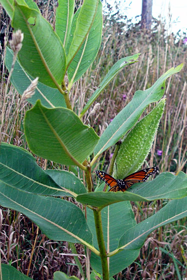 Monarch butterfly and a milkweed pod