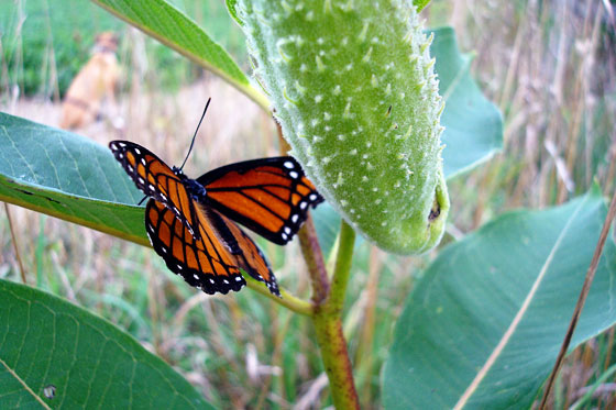 Monarch butterfly and a milkweed pod