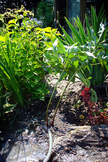 Watering transplanted peony