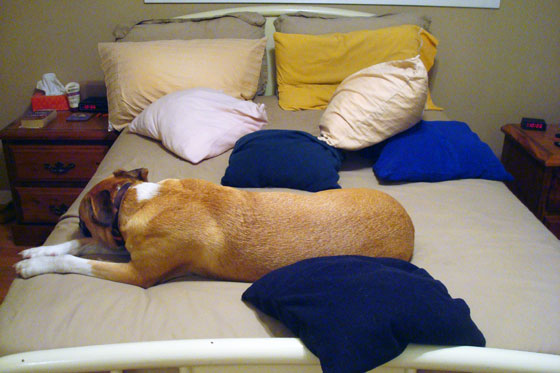 Baxter and the pillows after the battle