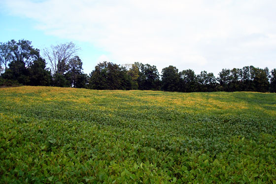 Soyabean field