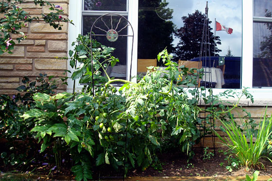 Improvised tomato trellises