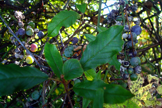 Wild grapes