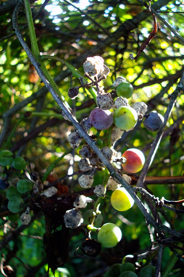 Wild grapes