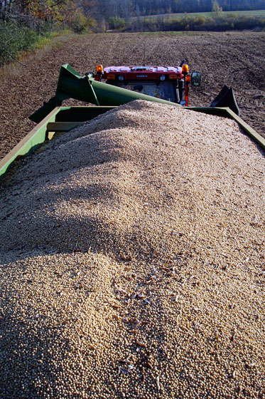 Trailer full of soybeans