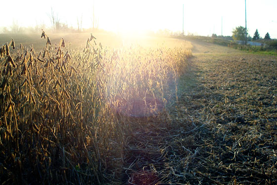 Sunset over the soybean field