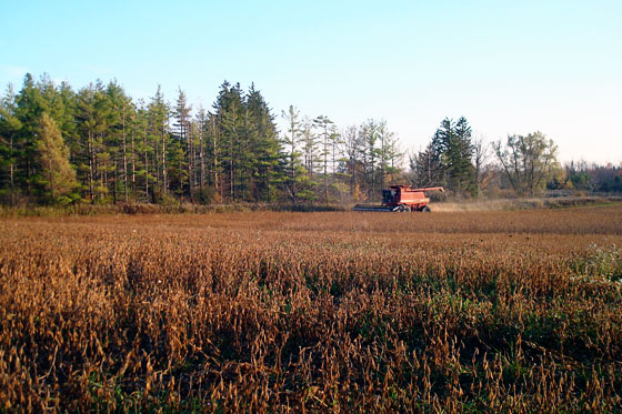 Combine harvesting soybeans