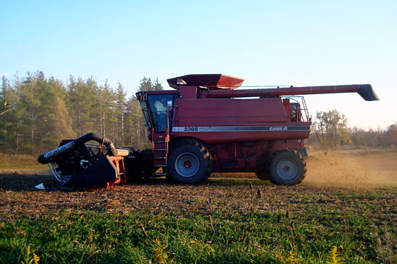 Combine harvesting soybeans