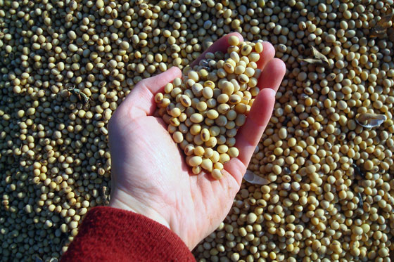 Shucked soybeans