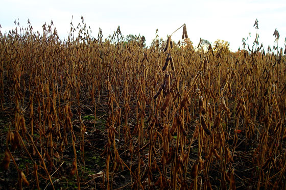 Dry soybeans