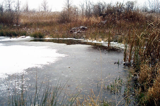Pond starting to freeze