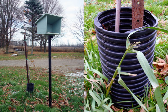 Use weeping tile to protect trees from rabbits in the winter