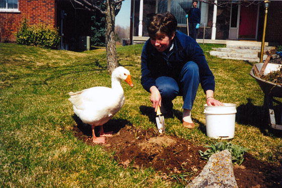 Bill gardening wiht my Mom