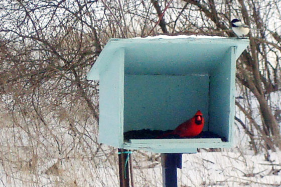 Male cardinal at the bird feeder