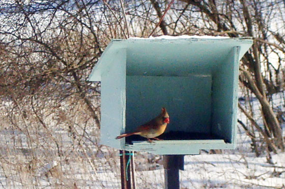 Female cardinal at the bird feeder