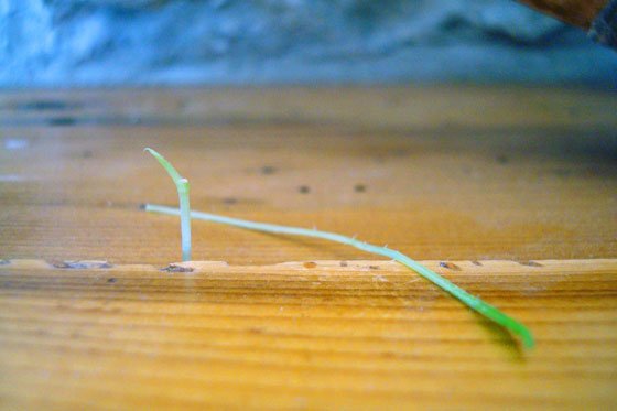 Plant growing out of a mantel