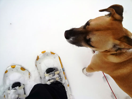 Snowshoeing with Baxter