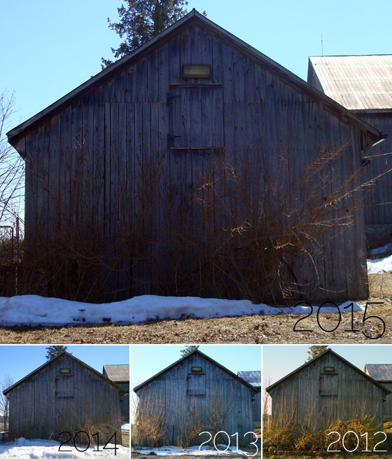 Forsythia on the first of April