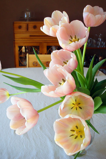Pink tulips