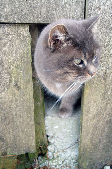 Ralph peeking out of the barn
