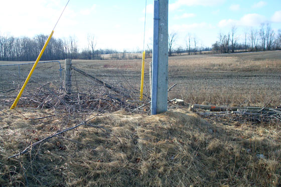 Trees trimmed by the hydro company