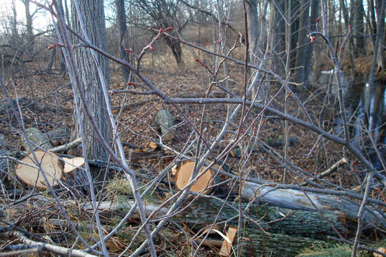 Brush left behind after hydro tree trimming